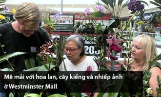 me-mai-voi-hoa-lan-cay-kieng-va-nhiep-anh-o-westminster-mall