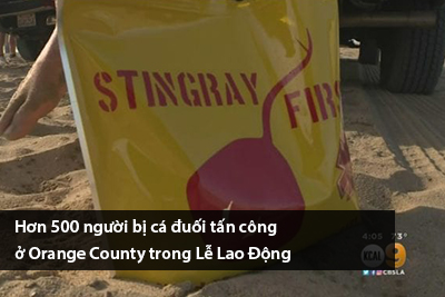 hon-500-nguoi-bi-ca-duoi-tan-cong-o-orange-county-trong-le-lao-dong