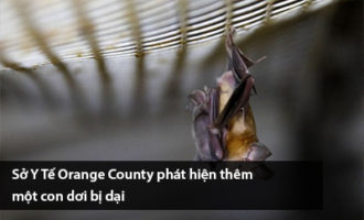 so-y-te-orange-county-phat-hien-them-mot-con-doi-bi-dai