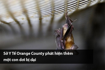 so-y-te-orange-county-phat-hien-them-mot-con-doi-bi-dai